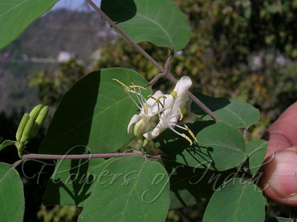 Translucent Honeysuckle